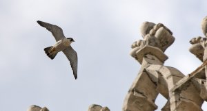 Peregrines at Lincoln by Graham Catley