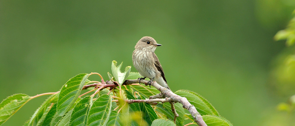 Spotted Flycatcher. Photograph by Jonathan Tyler