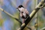 Blackcap