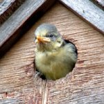 Blue Tit in nest box by Christine Matthews