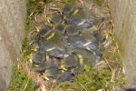 Blue Tit chicks