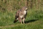 Buzzard