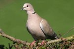 Collared Dove by John Harding