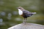 Dipper by Edmund Fellowes