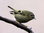 Goldcrest by John Harding