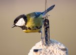 Great Tit eggs