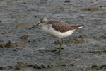 Greenshank by Jill Pakenham