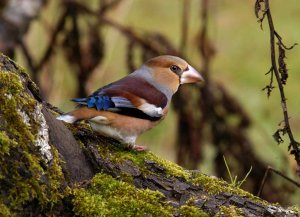 Hawfinch, by John Robinson