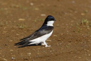 House Martin. Photograph by Dave Hutton