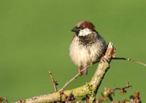 House Sparrow, by John Harding