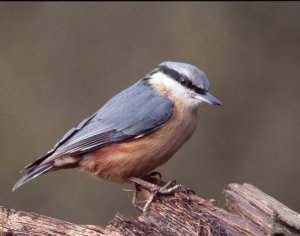 Nuthatch, by Chris Bradley