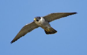 Peregrine. Photograph by Graham Catley