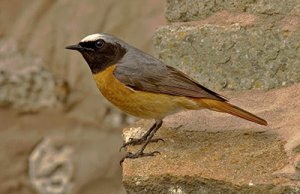 Redstart, by John Harding