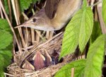 Reed Warbler by John Harding