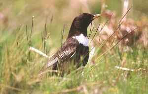 Ring Ouzel by Tommy Holden