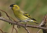 Siskin