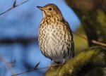 Song Thrush by Peter Howlett