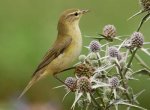 Willow Warbler. Photo by Jill Pakenham