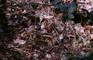 Nesting Woodcock. Photograph by George H Higginbotham