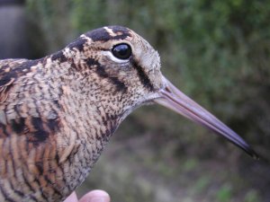 Woodcock in the hand. Photograph by Herbert & Howell