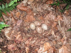 Woodcock nest near Swaffham, Norfolk. Photograph by Greg Conway