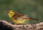 Yellowhammer. Photo by Jill Pakenham