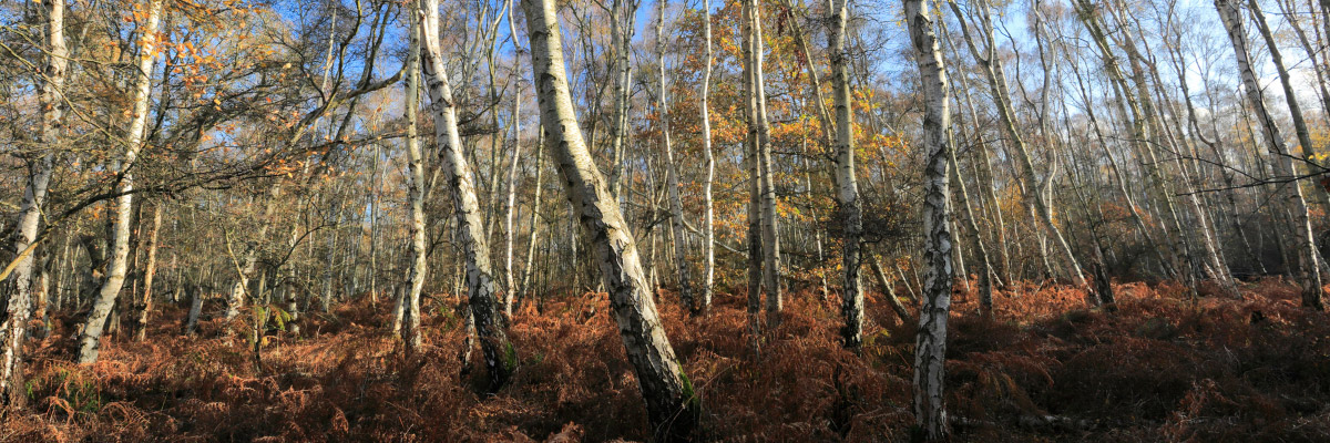 Silver Birch trees at Holme Fen Site of Special Scientific Interest