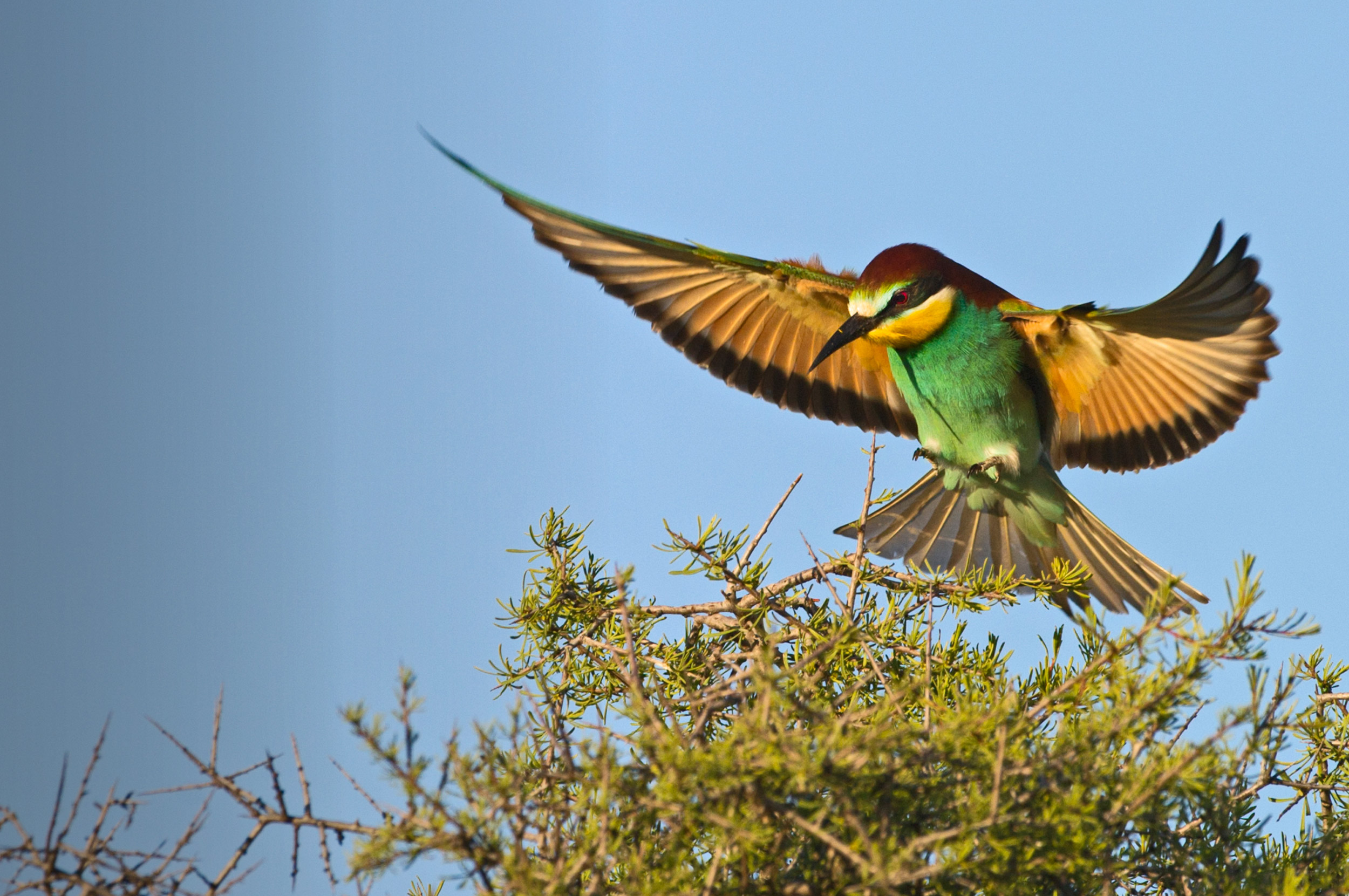 Bee-eater. David Tipling / birdphoto.co.uk