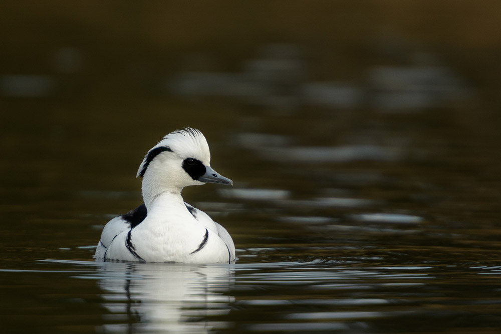 Smew. Sarah Kelman / BTO