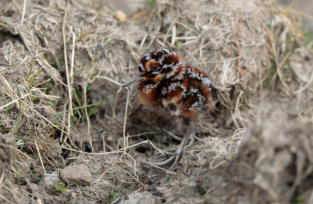 Snipe chick. David Scott / BTO