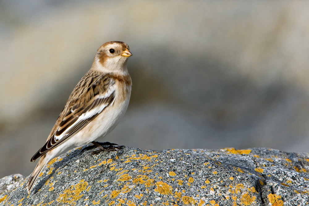 Snow Bunting. Paul Hillion / BTO