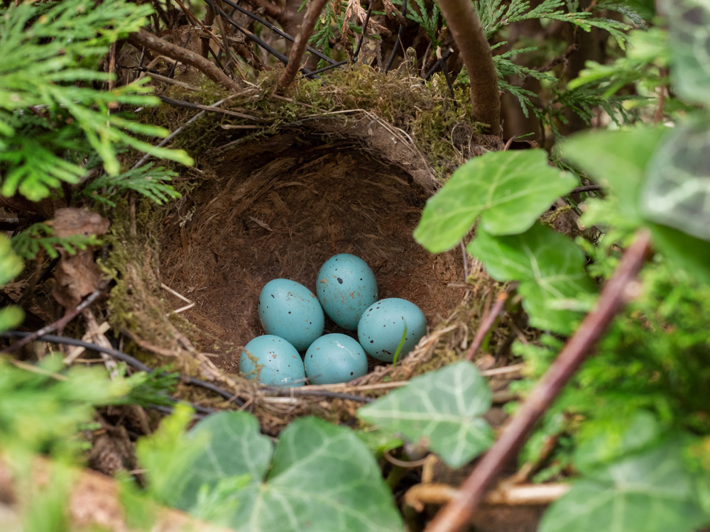 Song Thrush nest.