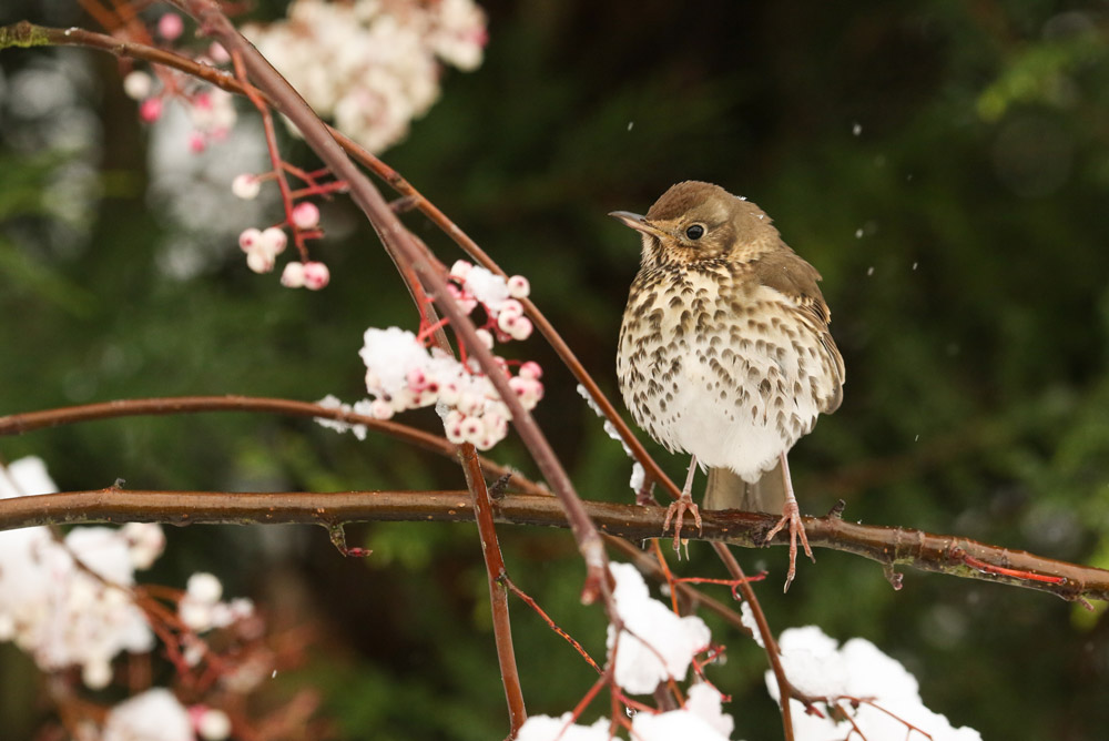 Song Thrush. Sandra Stanbridge / BTO