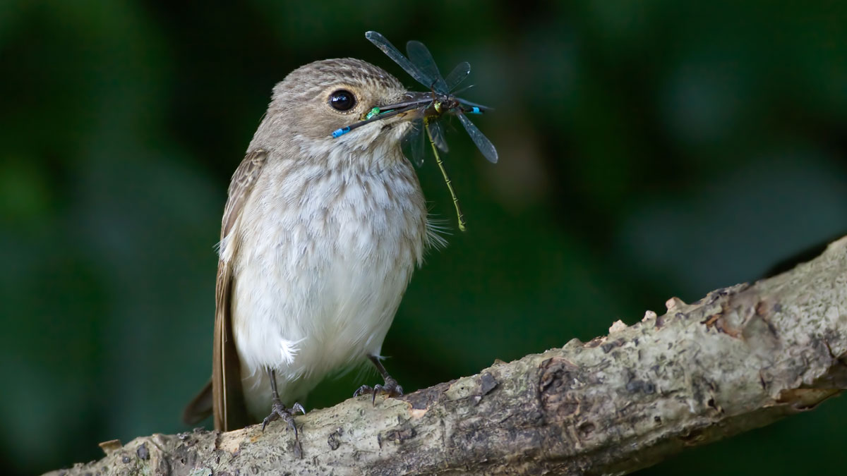 Spotted Flycatcher. Liz Cutting