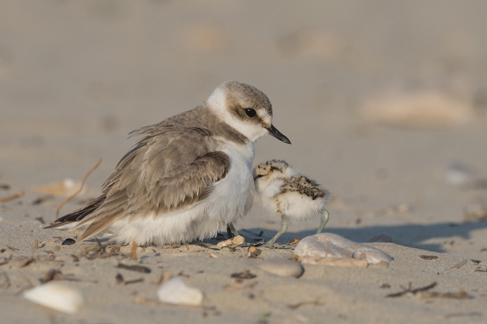 Kentish Plover (by vinx83 / Adobe Stock)