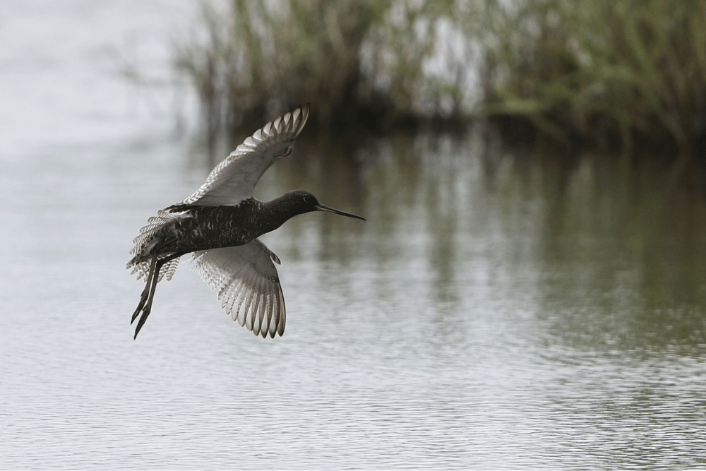 Spotted Redshank. Agami / Canva