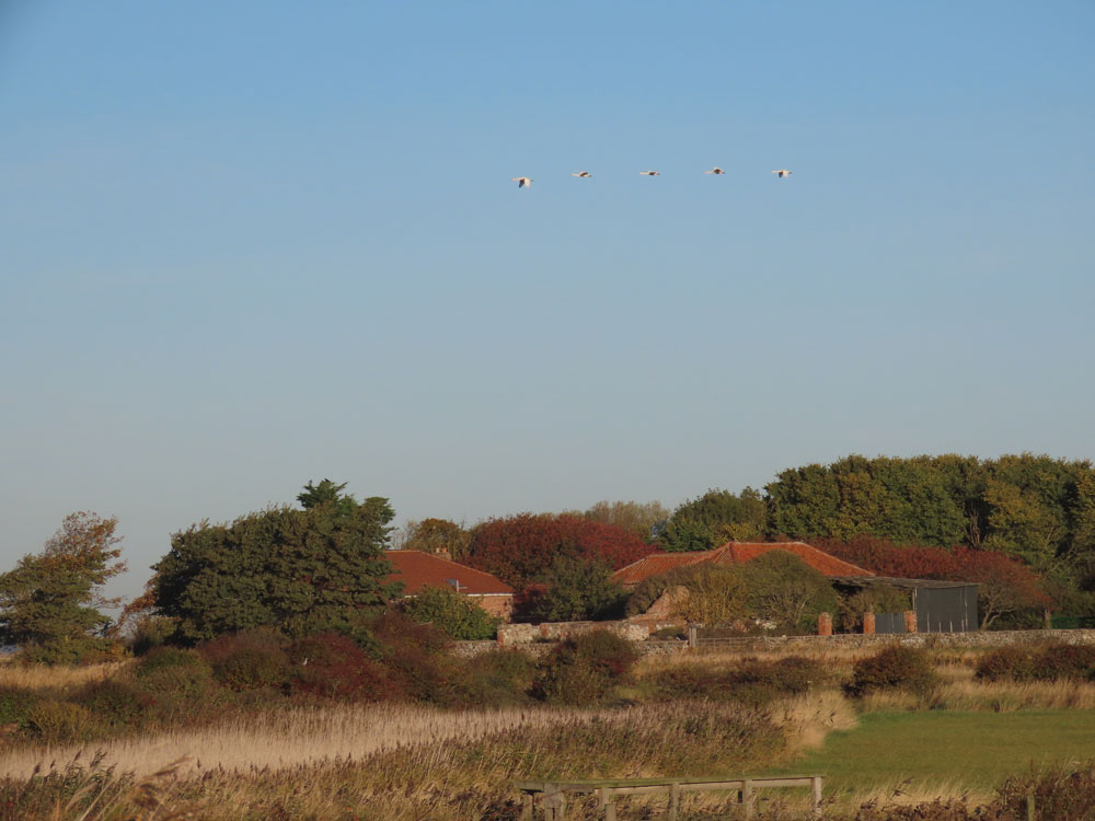 Spurn Bird Observatory by Duerden McCormack.