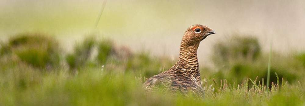 Red Grouse. Photograph by John Harding