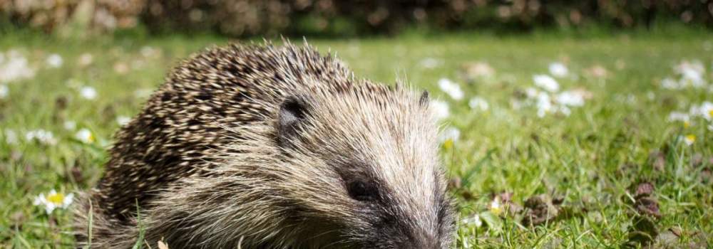 Hedgehog. Sarah Kelman