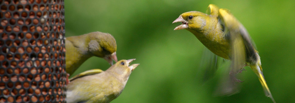 Greenfinch. Jill Pakenham