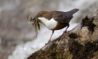 Dipper by Edmund Fellowes