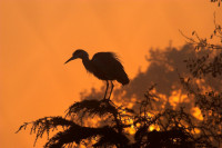 Grey Heron. Photograph by John Harding