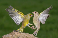 Greenfinch. Photograph by Jill Pakenham