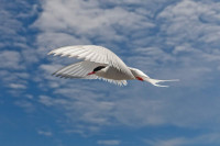 Arctic Tern Photographer Jeremy Moore