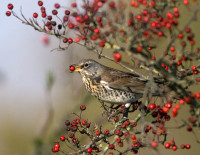 Fieldfare. Liz Cutting