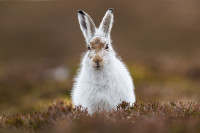 Mountain Hare. Andy Howard