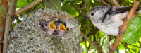 Long-tailed Tit nest. Photograph by Elspeth Rowe