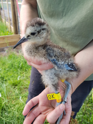 Headstarted Curlew chick. Samantha Franks