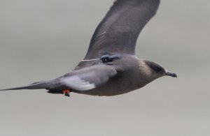 Arctic Skua. Photograph by Richard Cope.