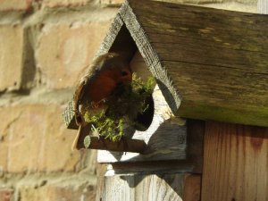 Robin with nesting material, by Trevor Daniels